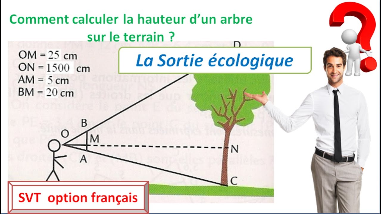 la sortie écologique : comment calculer de la hauteur d'un arbre sur le terrain ?