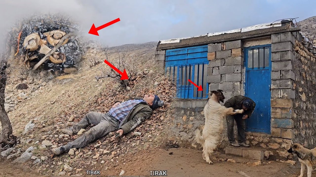 Man The caveman was poisoned by a poisonous mushroom and the guardian goat fights him