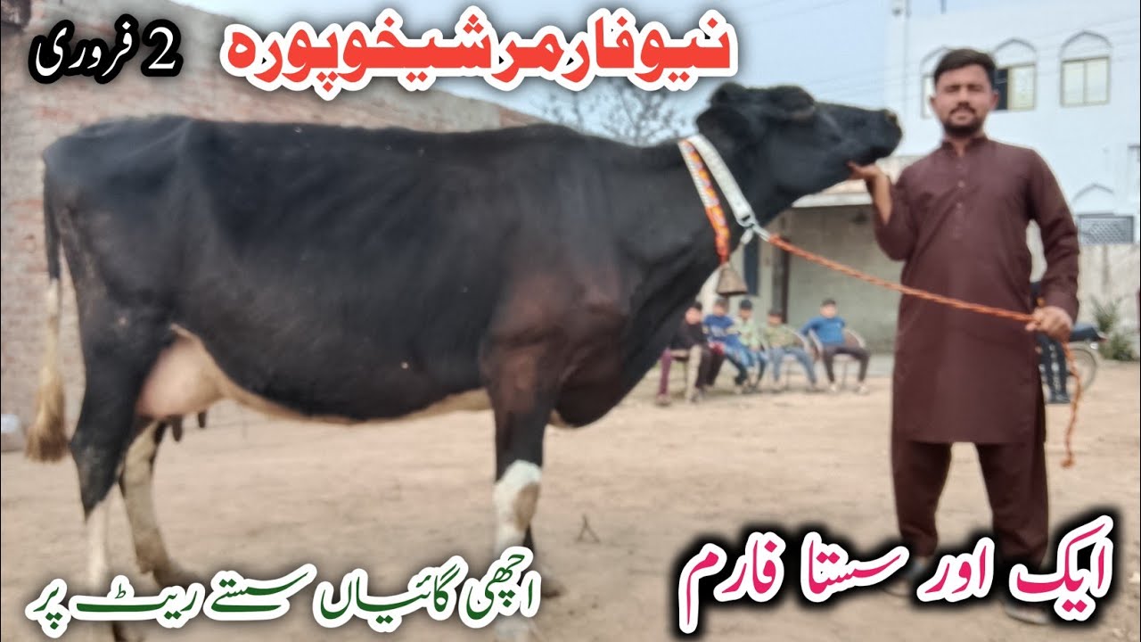 Top Quality Biggest Cows Jarsey Fresian cross breed cows ! Ali Best 