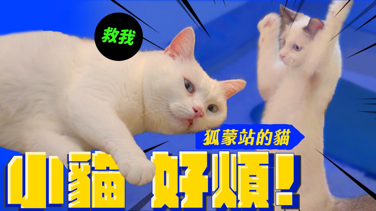 養到一隻狐蒙！傲嬌貓VS厚臉皮小貓｜宇宙猫咪🐾