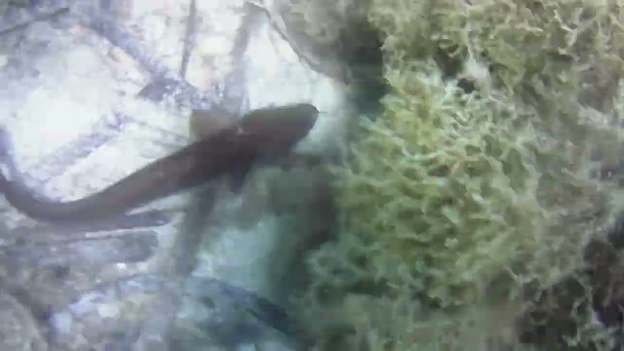 lota bertorella (gaidropsarus mediterraneus)