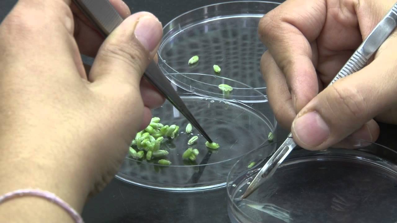 Virus Disease Resistance In Wheat