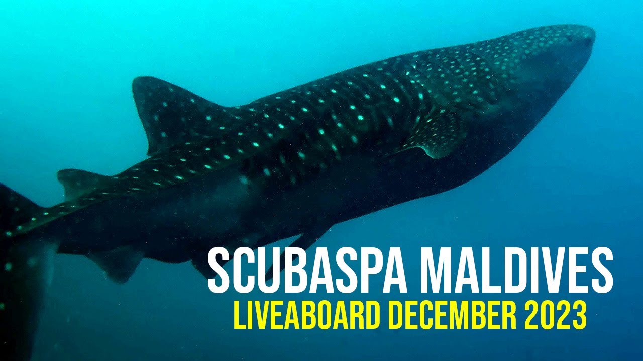 Diving the Maldives - ScubaSpa Liveaboard [Shot on iPhone]