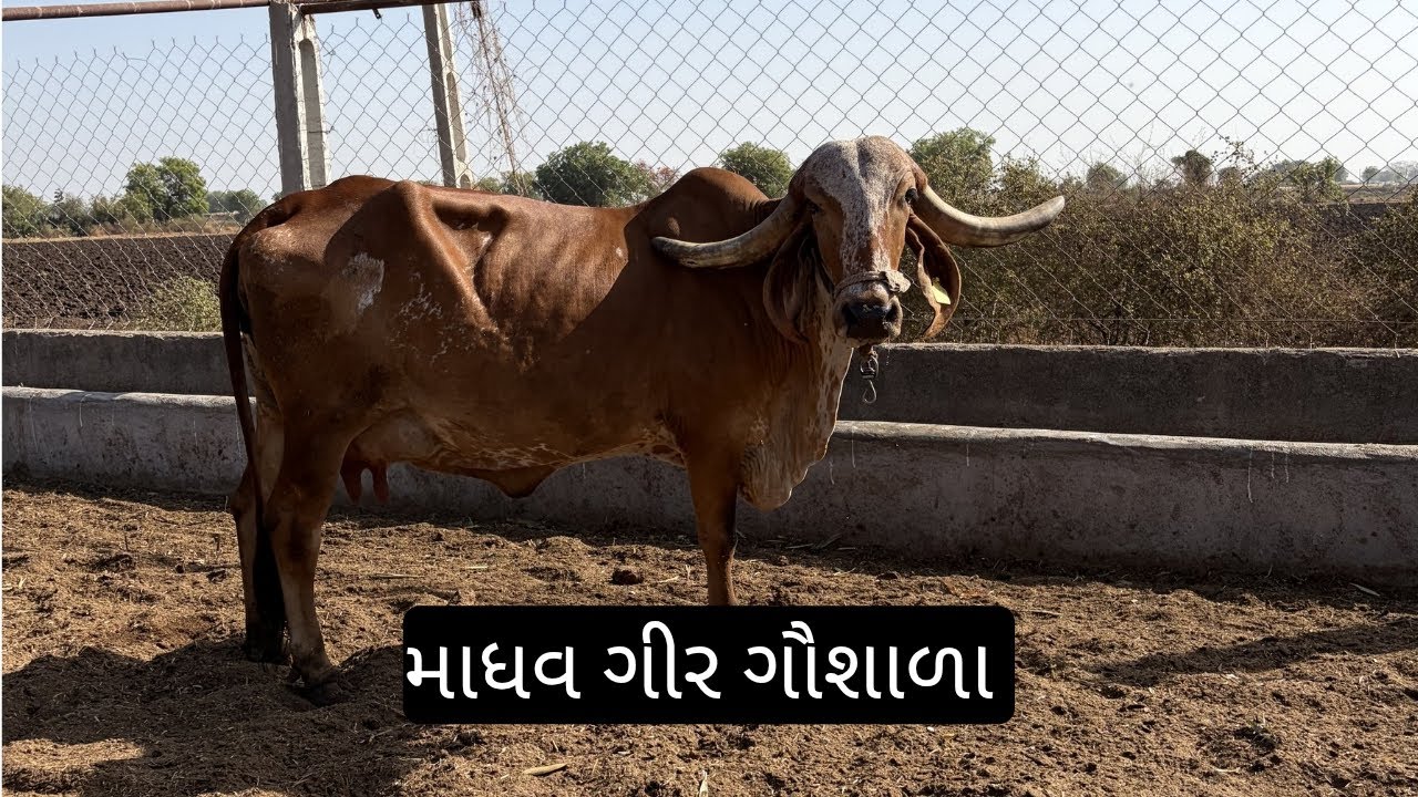 માધવ ગીર ગૌશાળા ની મુલાકાત લીધી હતી 
