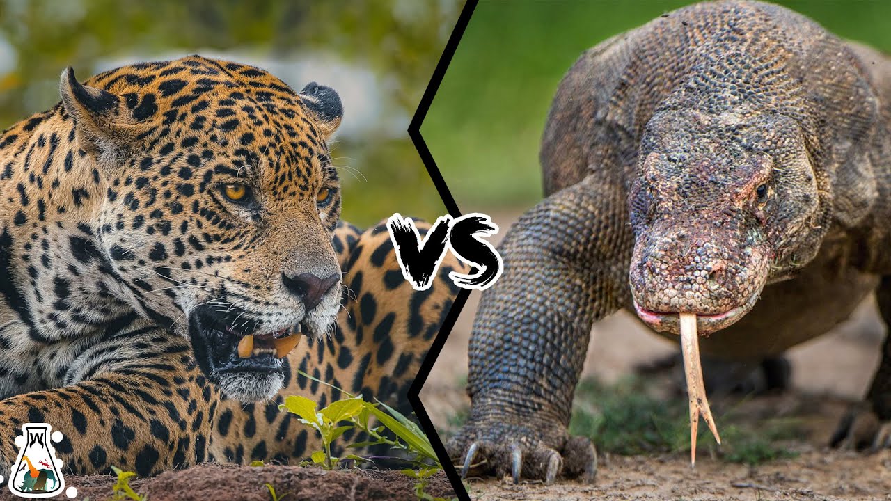 JAGUAR VS KOMODO DRAGON - Who is The Strongest in a Fight?
