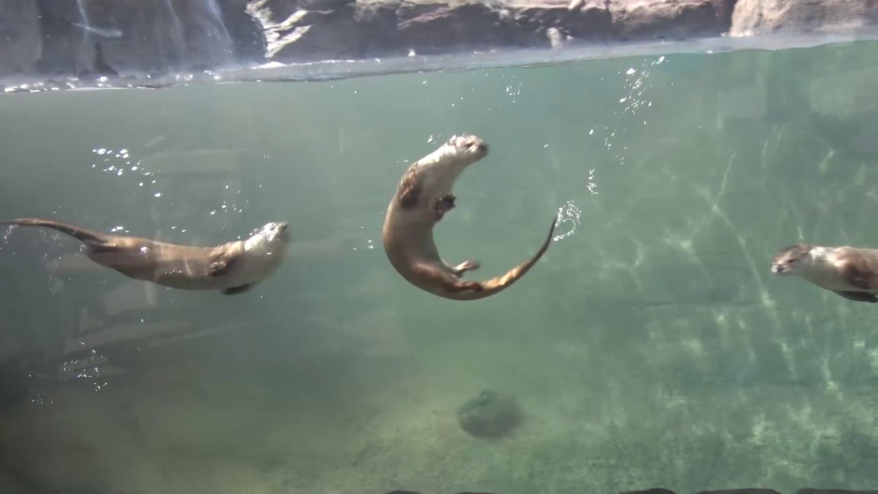 Milwaukee County Zoo Otters Swimming