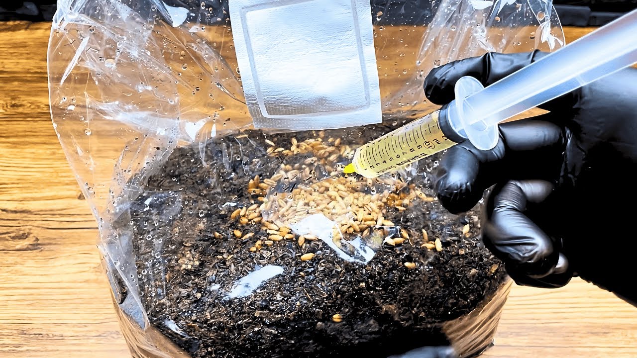 Pilze züchten für Anfänger – All-in-One Substrat einfach erklärt | Meine Methode Schritt für Schritt