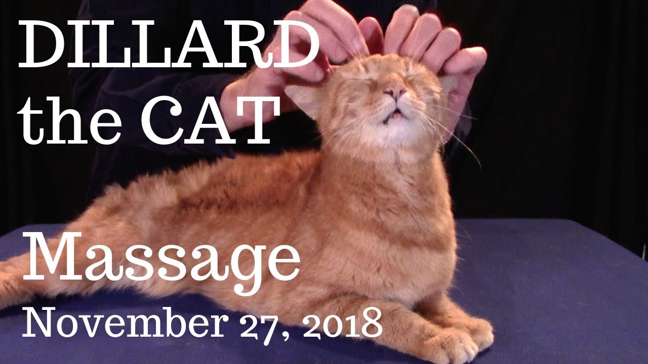 Dillard the Cat -- Massage, November 27, 2018