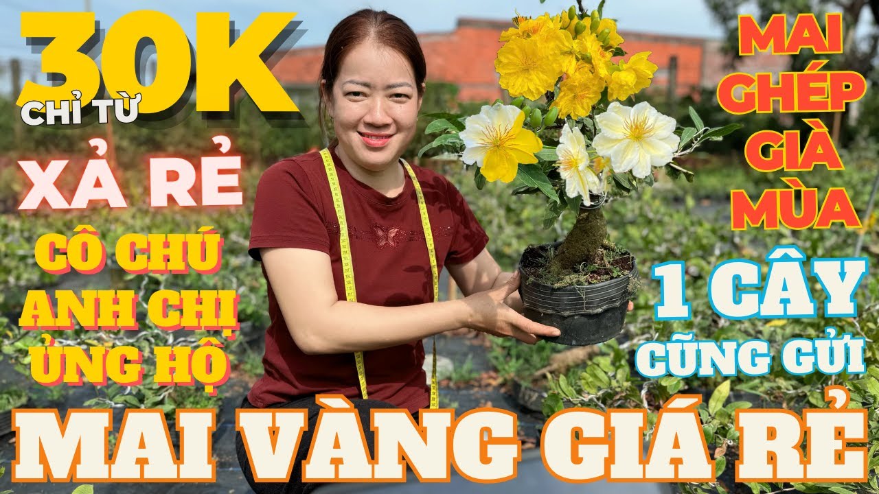 30-01 CHỊ DUNG Giao Lưu Mai Vàng Giá Rẻ 30K, Giảo Siêu Nụ, SB Lợi, Giảo Như Ý • THÀNH TRỌNG LÊ