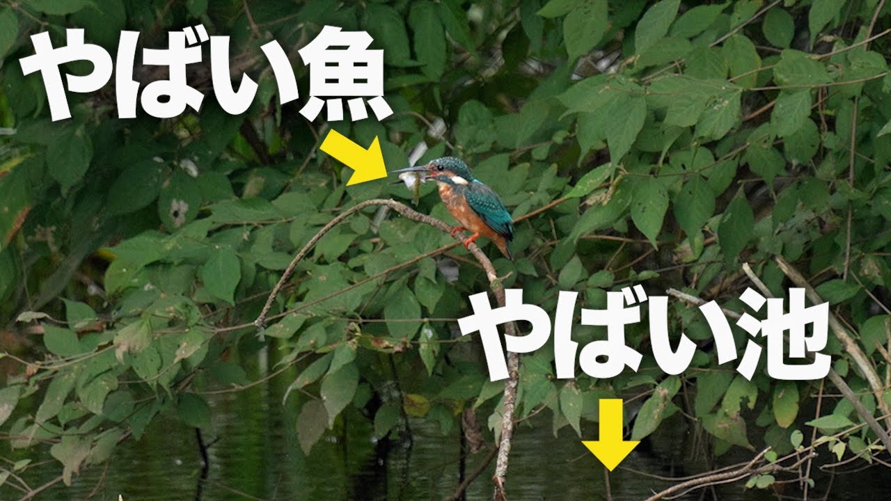 外来種まみれの終わってる池でやっとあの鳥を発見！ 《α6700野鳥撮影》