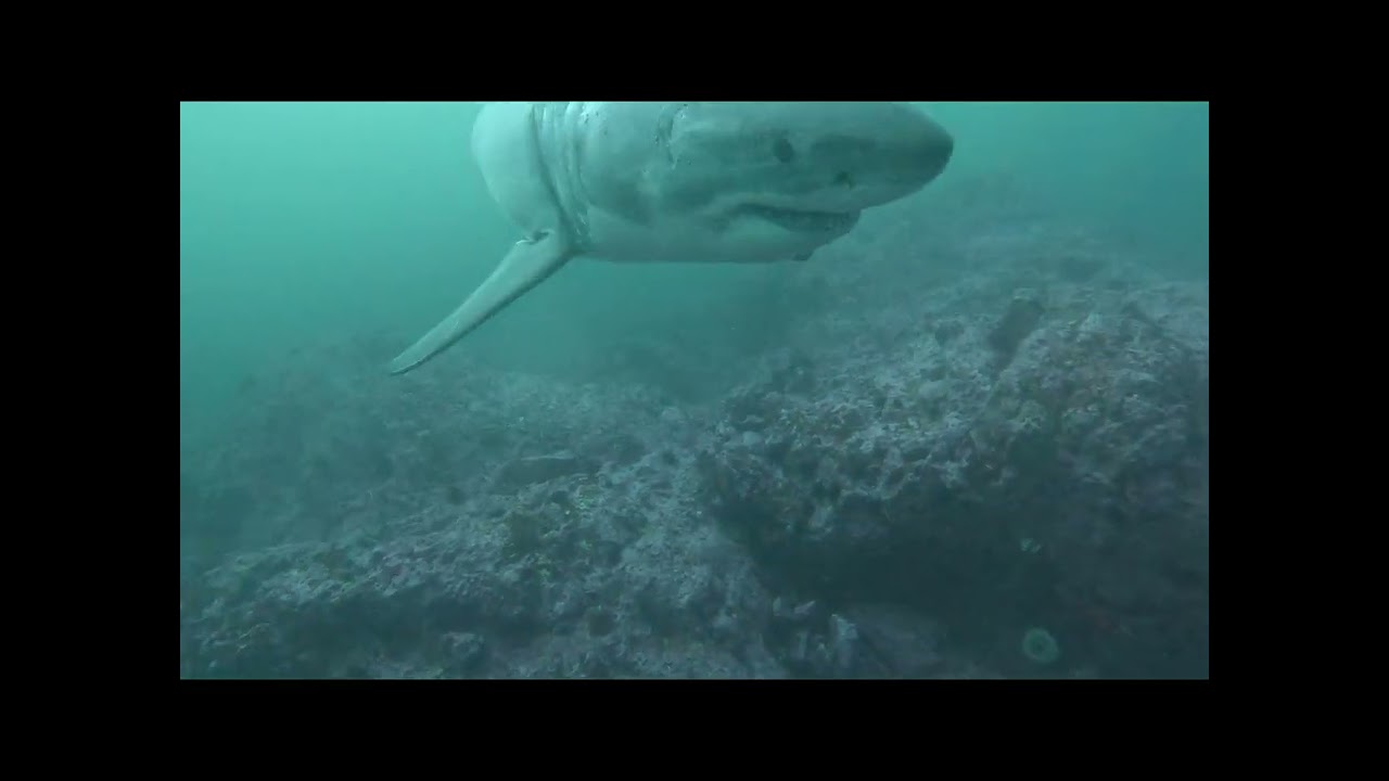 Diving SE Farallon Island MPA