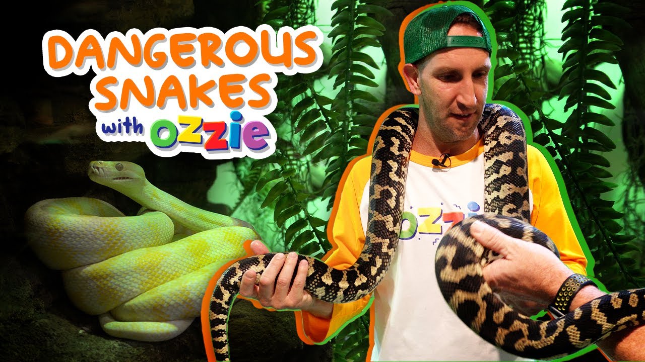 Learn About the World’s Most Venomous Snakes | Fun Reptile and Snake Facts for Kids with Ozzie