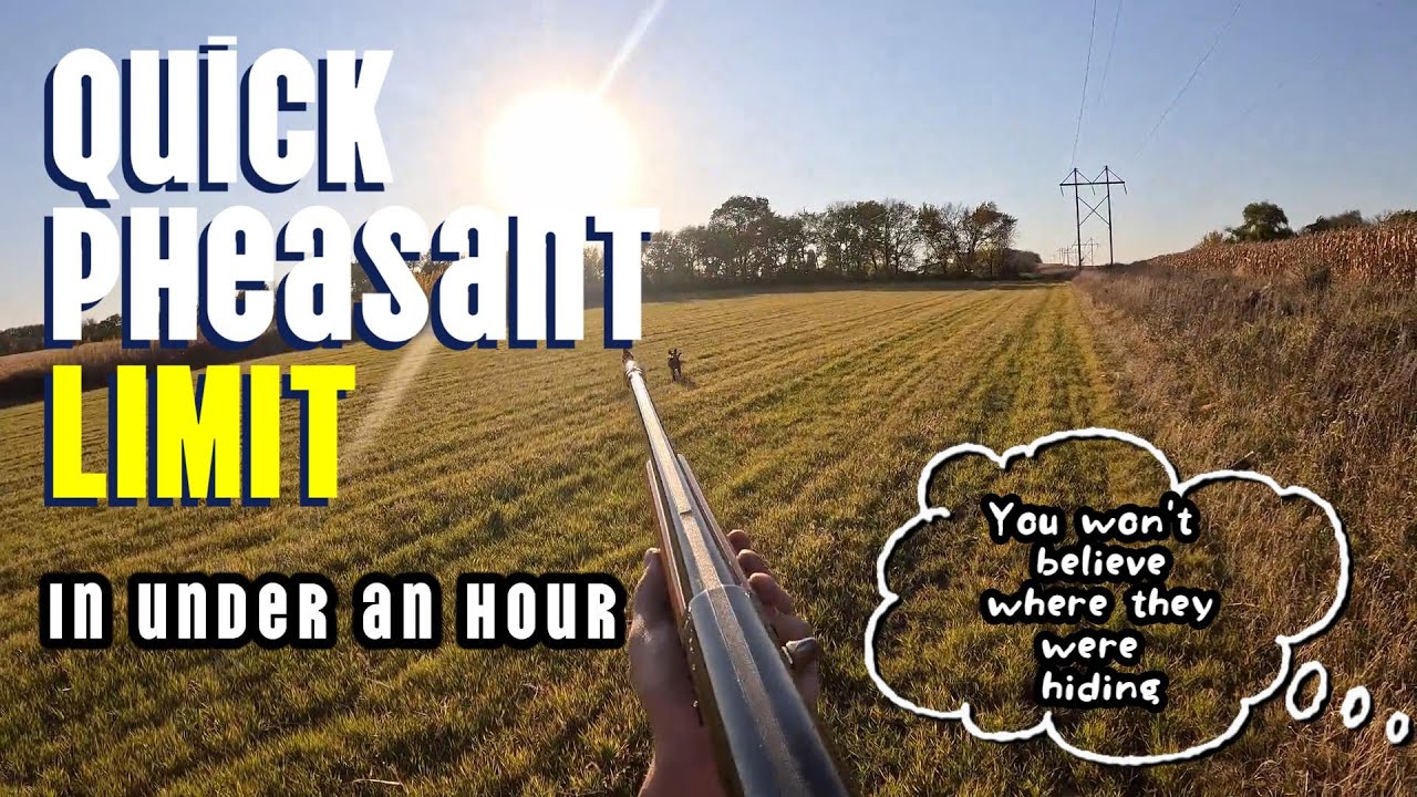 November Pheasant | Quick Limit #pheasanthunting #pheasant #hunting