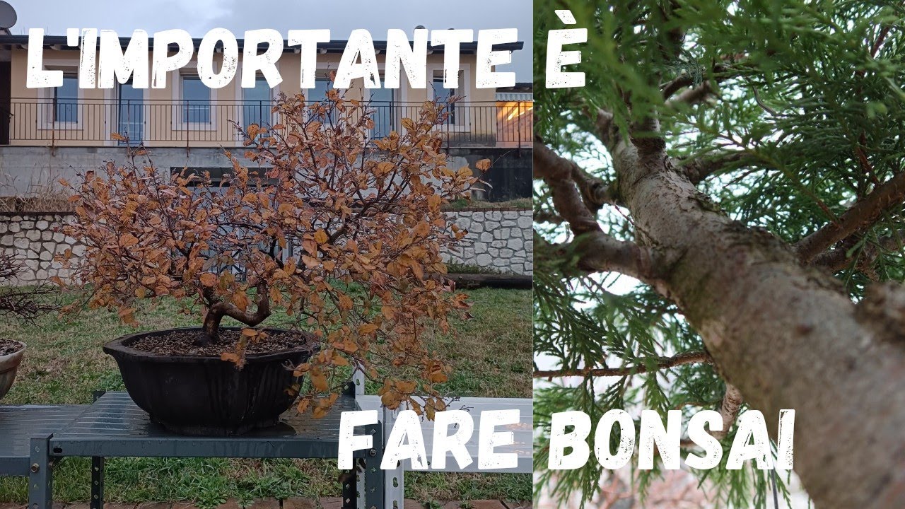 Bonsai - Tre in Uno! Loropetallum, Cipresso e nuovo esperimento