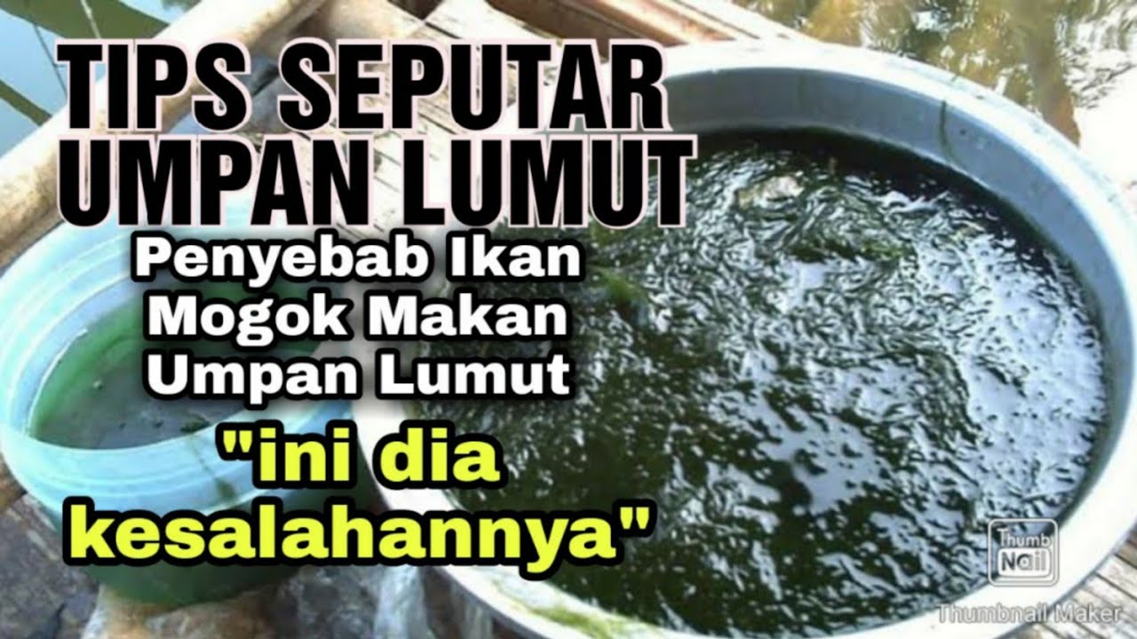 TIPS AGAR UMPAN LUMUT TETAP DISUKAI IKAN