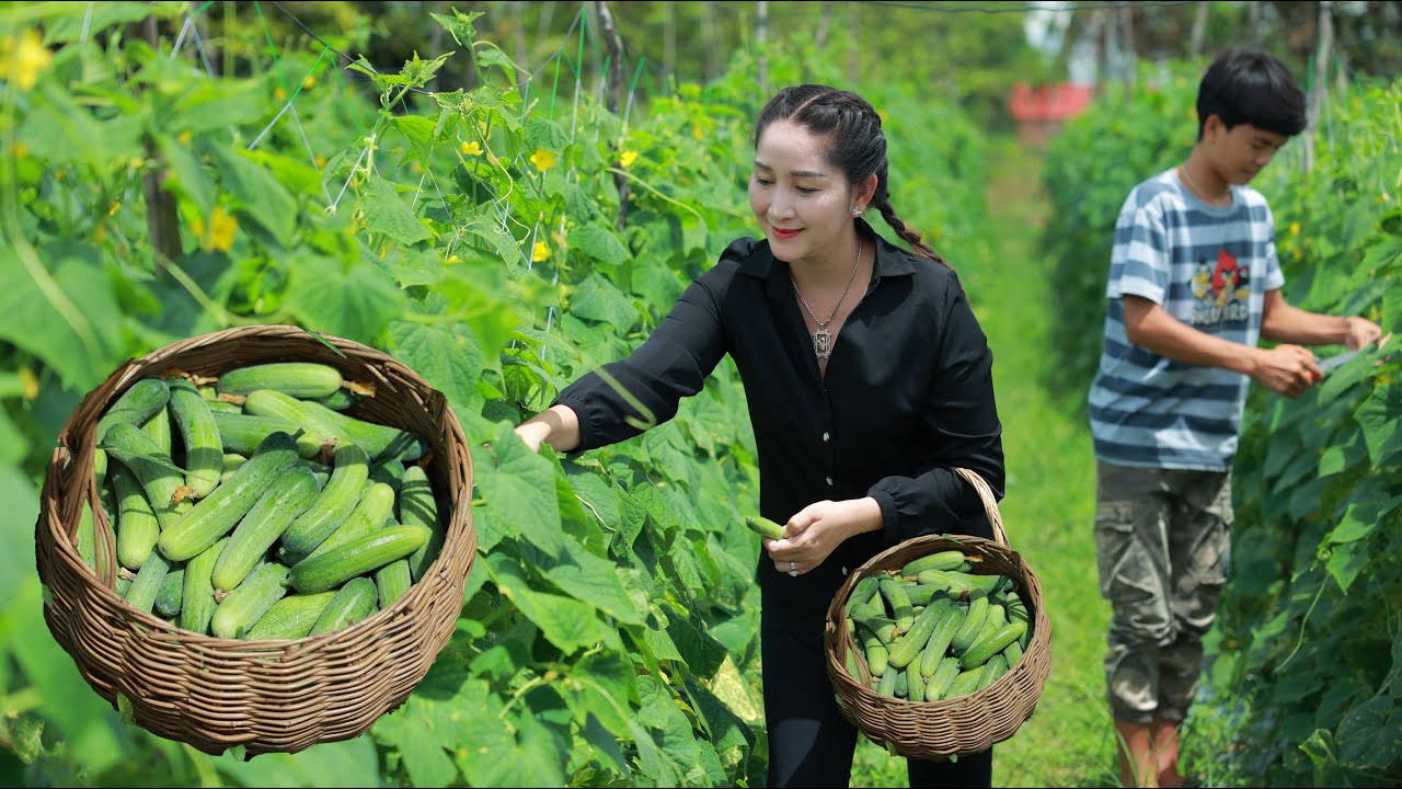 Fresh Cucumber Farm in my village | Harvest Crunchy Cucumber for Salad and eat chili salt