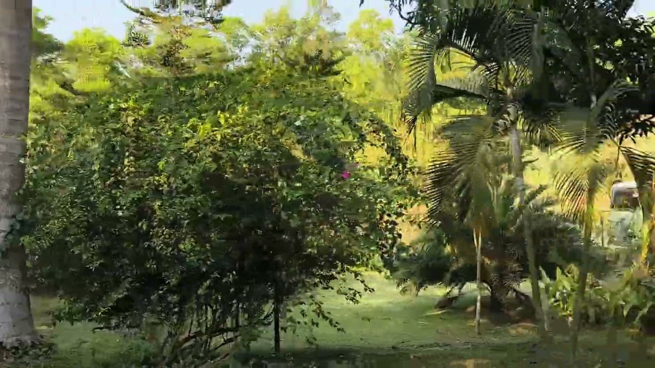 Sarah Resort | সারা রিসোর্ট | Short Tour | 2026