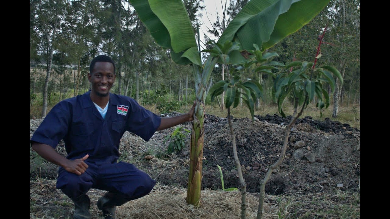 How to plant Plantains step by step in Kenya || Full Guide 2025