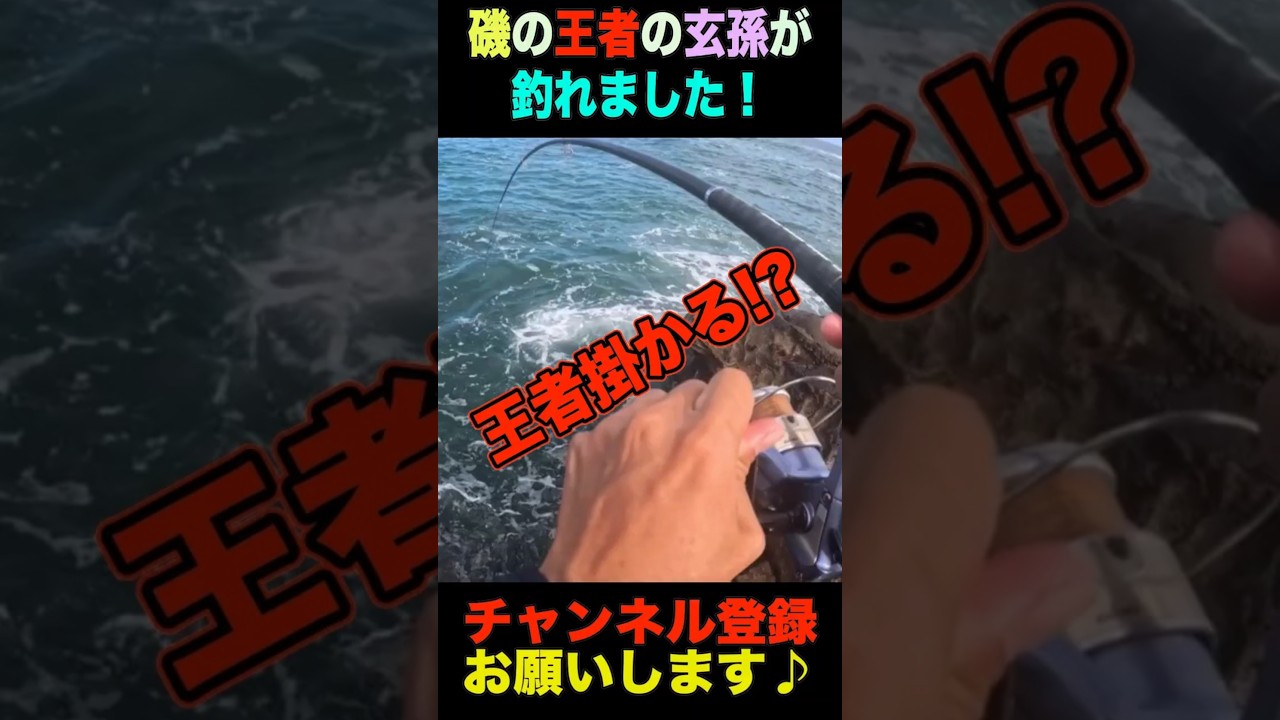 磯の王者の孫の孫の孫😏