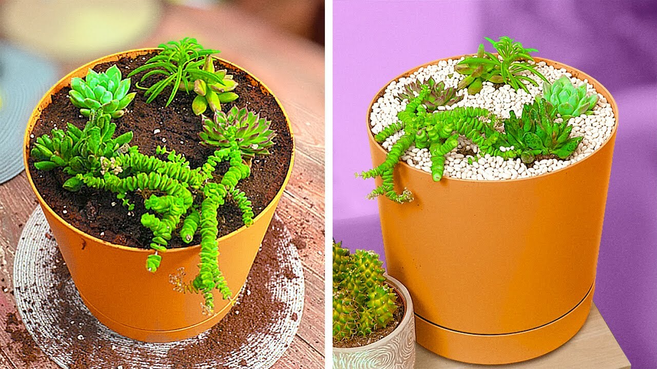 Easy Planting hacks for Everyone who Loves Garden