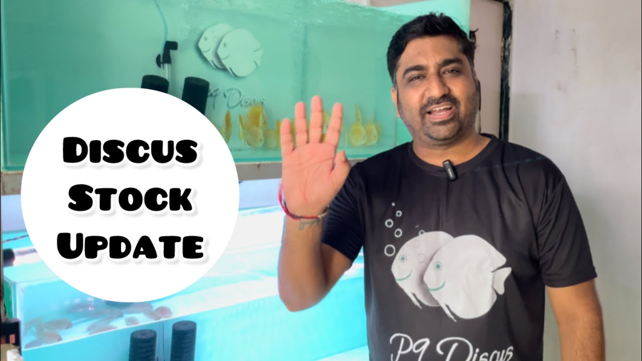 Malaysian Discus Fish - Stock Update at P9 Discus