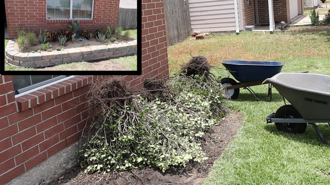 Pulling bushes to put in retaining wall tropical flower bed pt1