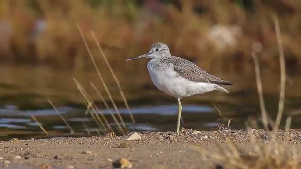 Pantana (Tringa nebularia)