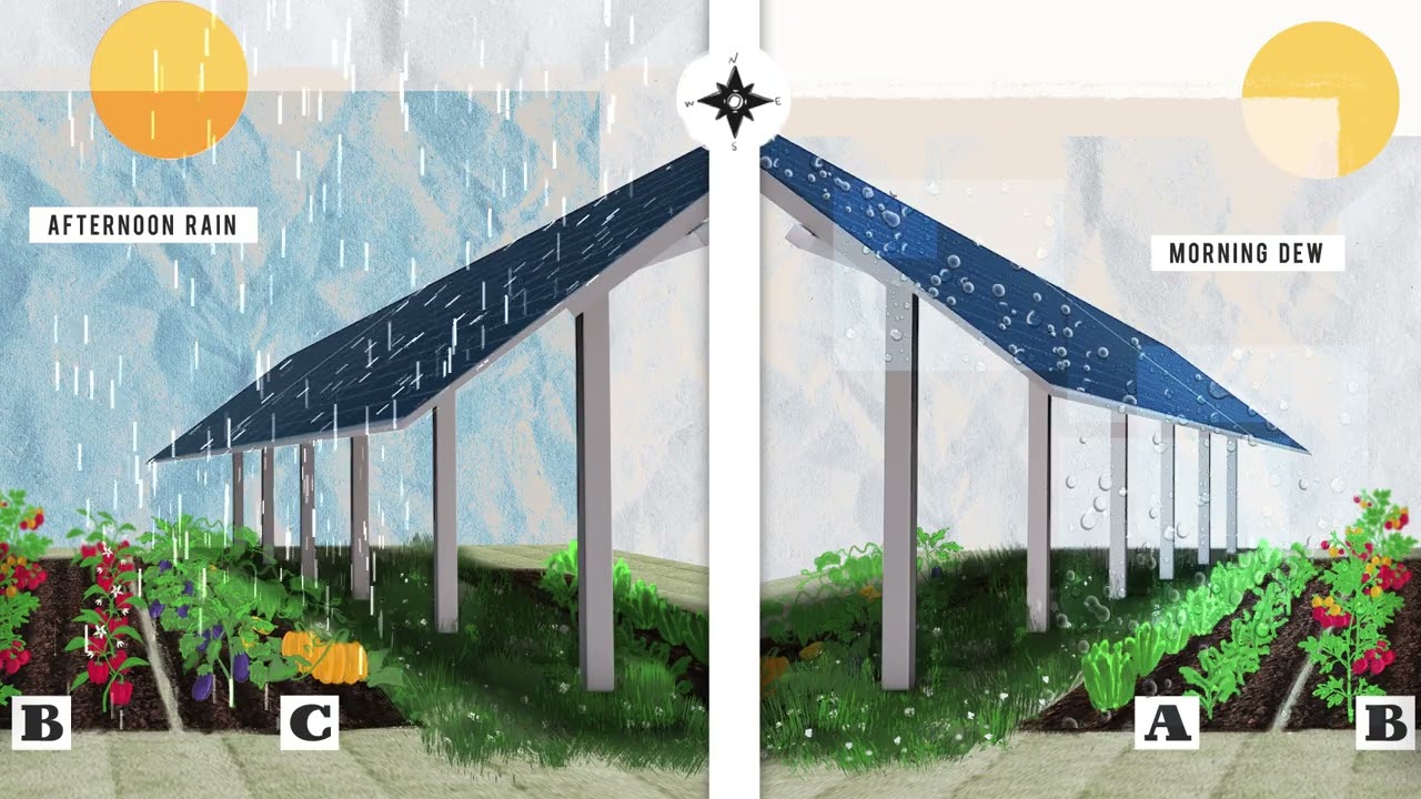 Learn about Agrivoltaic Microclimates and their Impacts on Vegetables
