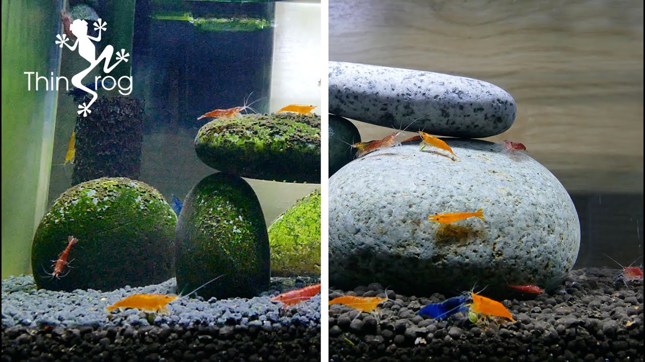 Deep Clean My SHRIMP TANK (after 10 months)