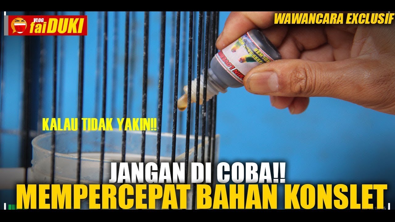 Belajar Lovebird : JANGAN DICOBA!! Mempercepat Burung LOVEBIRD Jadi KONSLET