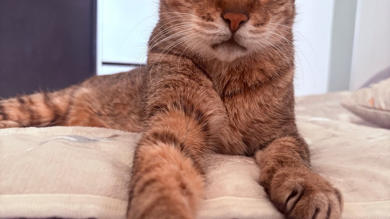 CATS VLOG|找回生活的步調🐾