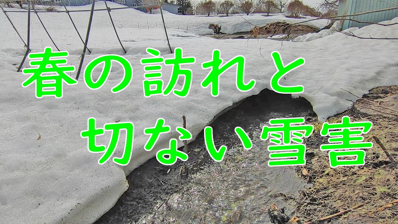 春の訪れと切ない雪害