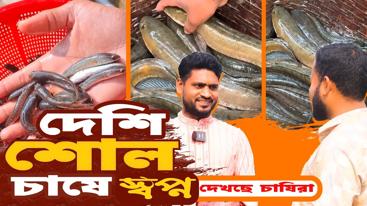 দেশিও শোল মাছের বাণিজ্যিক চাষে স্বপ্ন দেখছেন চাষিরা | শোল মাছ চাষ পদ্ধতি | Deshi Shol Mach Cash