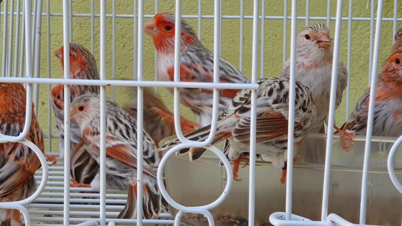 COMO ESTÁ A CRIAÇÃO DE CANÁRIO ÁGATA TOPÁZIO VERMELHO MOSAICO
