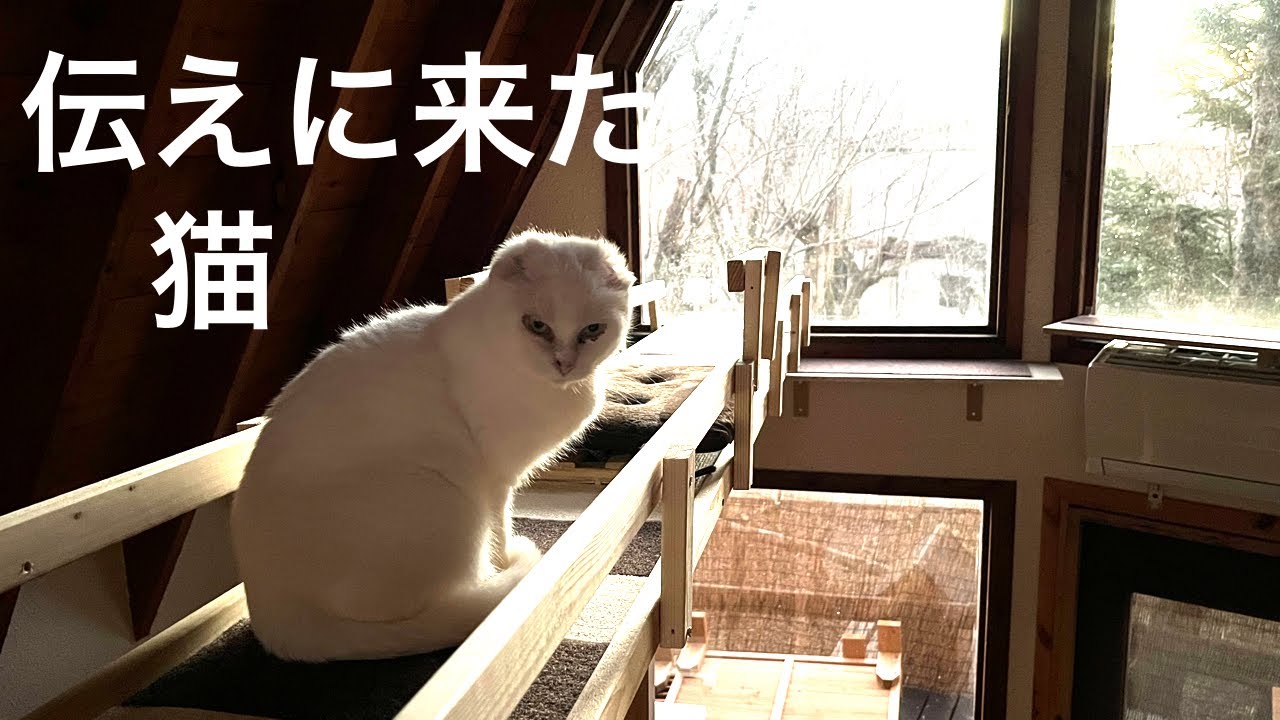 【105】氷点下の初冬に相次ぐ子猫レスキュー・山小屋に現れた保護猫シロが伝えに来たこと