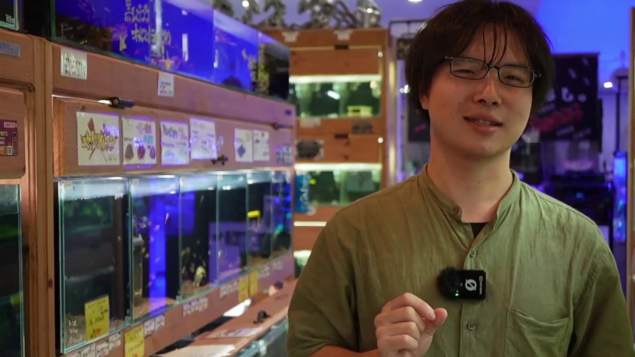 【ショップマン淡水編】お待たせしました！飯田によるコリドラス回！