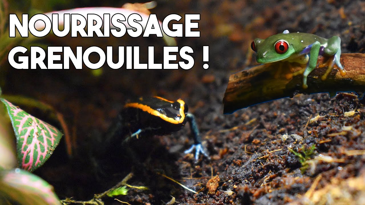 JE NOURRIS TOUTES MES GRENOUILLES !! (avec une petite surprise)