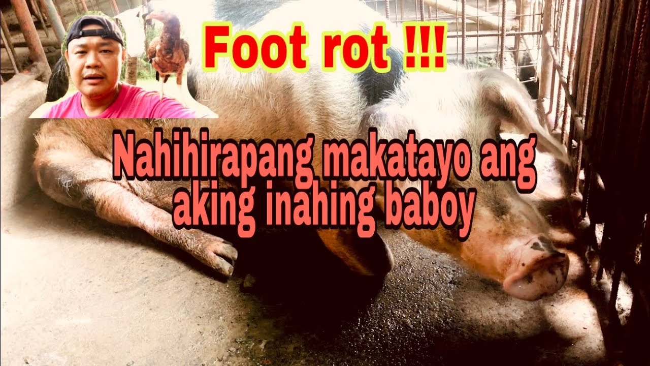 Foot rot sa mga inahing baboy | Paano gamotin ang foot rot at paano ito maiiwasan | Ryan Patenio