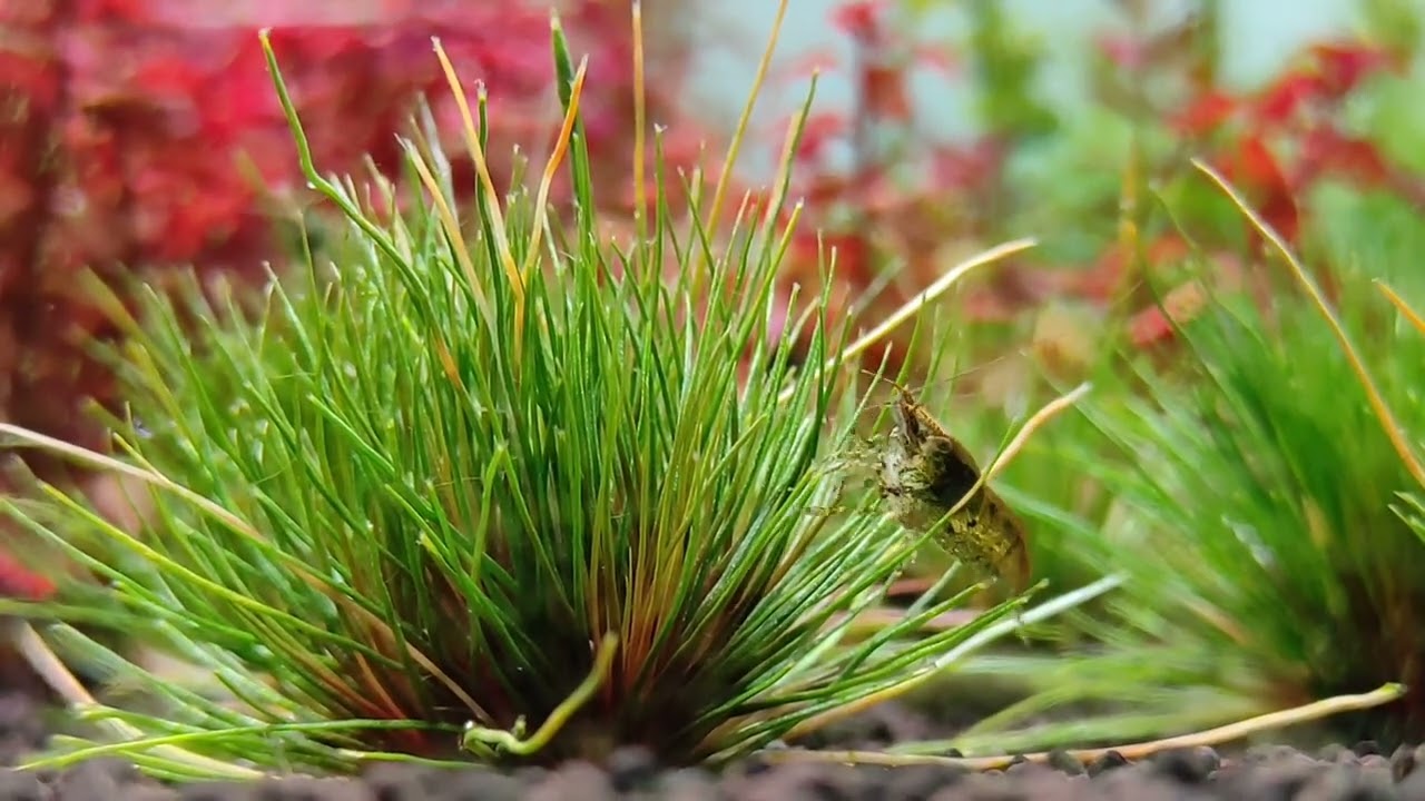 Eriocaulon Blood Vomit