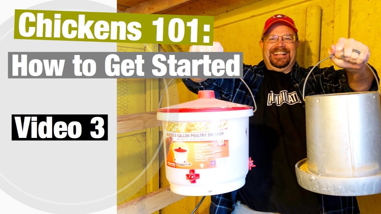 Chickens 101: How to Get Started | Best practices for watering and feeding your chickens!