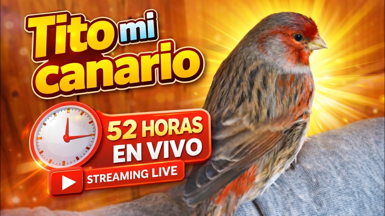 ¡Canariotito está emitiendo en directo!