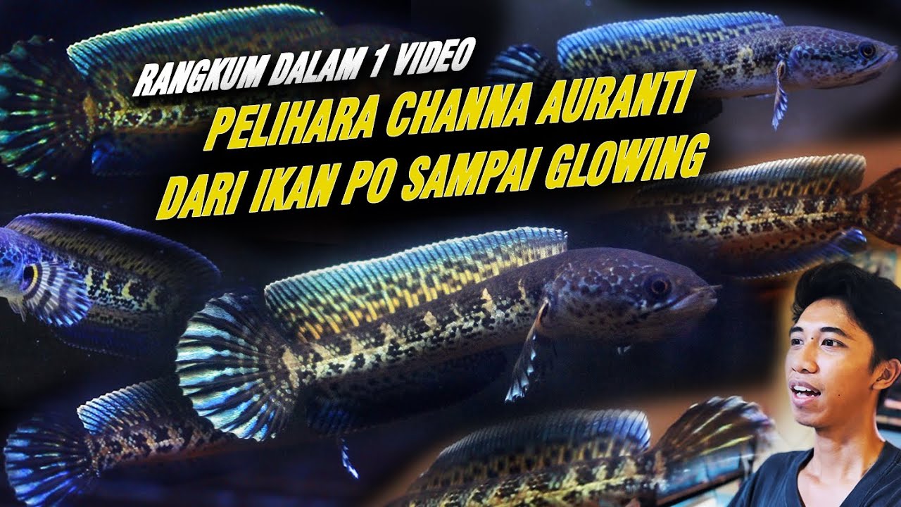 TAHAPAN PELIHARA CHANNA AURANTI DARI AWAL IKAN PO SAMPAI JADI GLOWING GONDORNG DAN AKTIF!!!