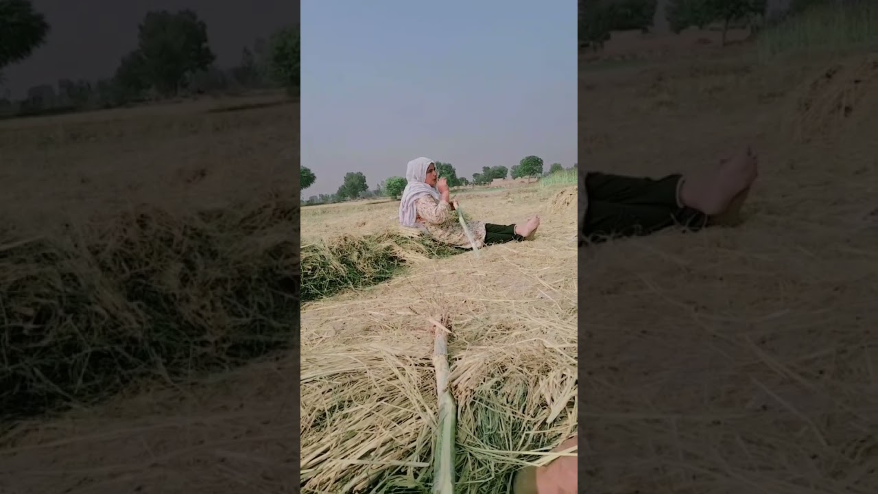 gauno ki dasii sugatt #sadiaazharvlogs