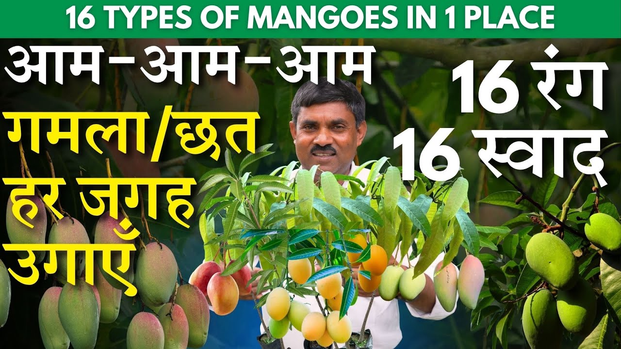 आम-आम-आम || 16 रंग, 16 स्वाद || गमला/छत हर जगह उगाएँ || 16 types of Mango