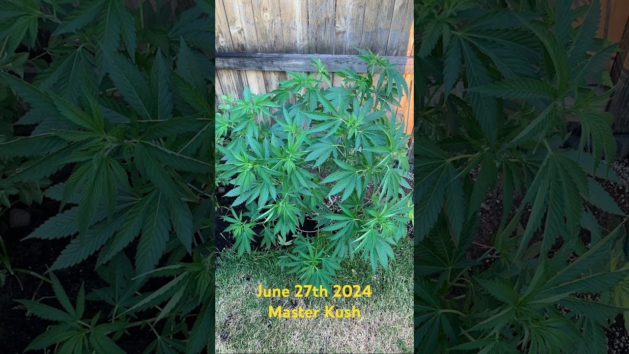 Flashback June 27th 2024 / Master Kush #cannabiseducation #memories #fyp
