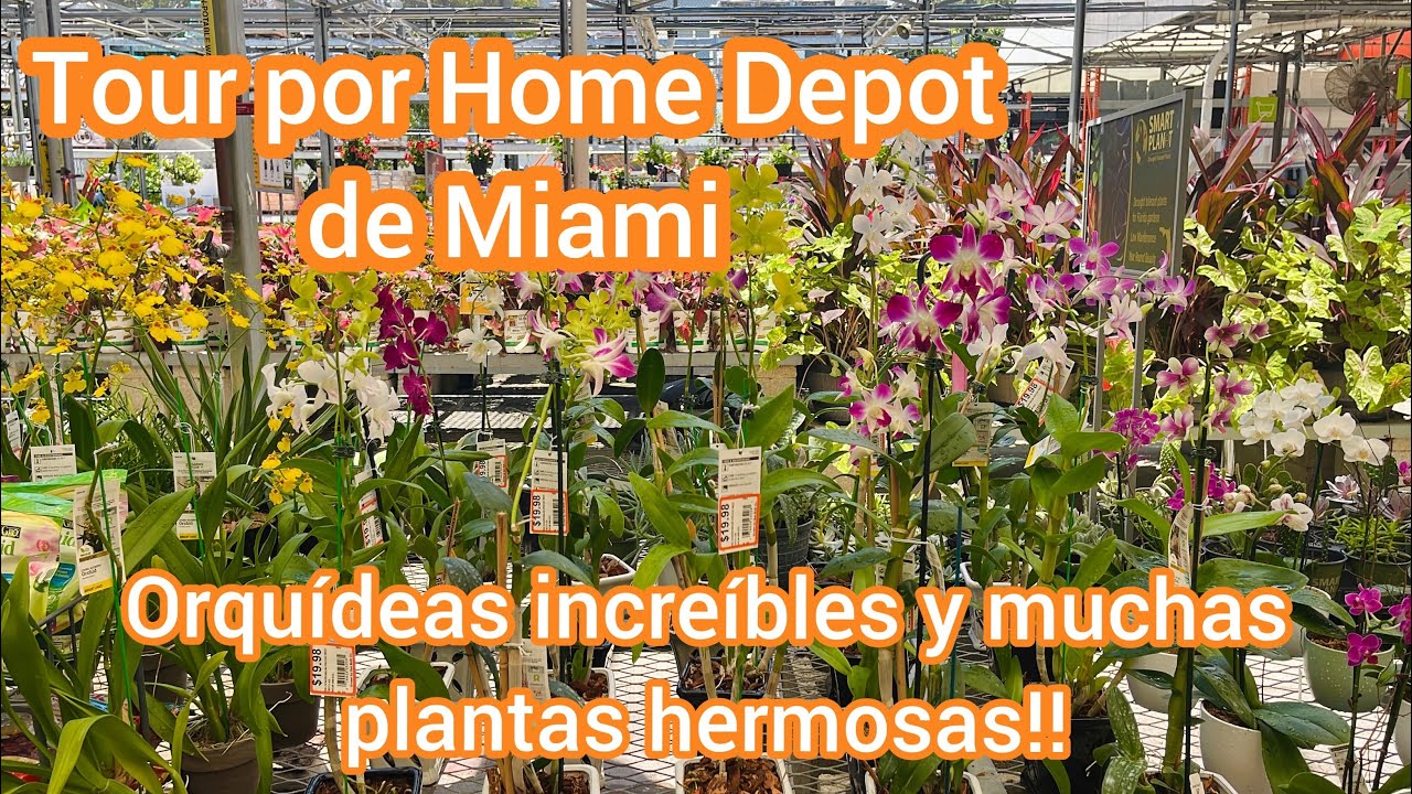 VISITANDO HOME DEPOT DE MIAMI Hermosas orquídeas rosas del desierto
