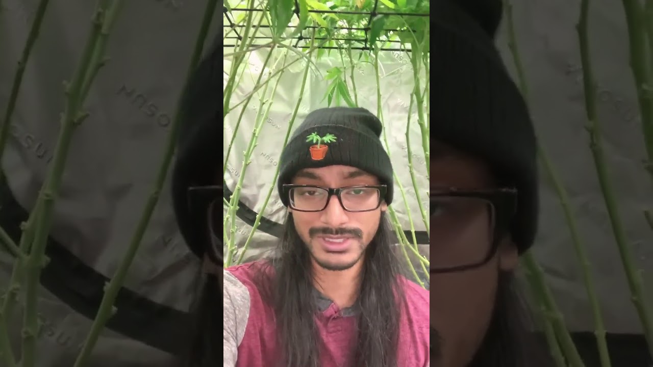S1: Home Grow - Checking in on the Grow (21 Day Schwazze / Flower Defoliation)