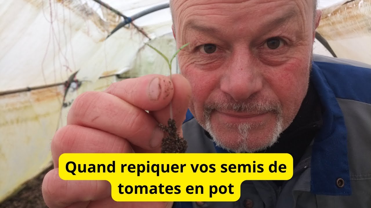 Quand repiquer vos semis de  tomates  ?