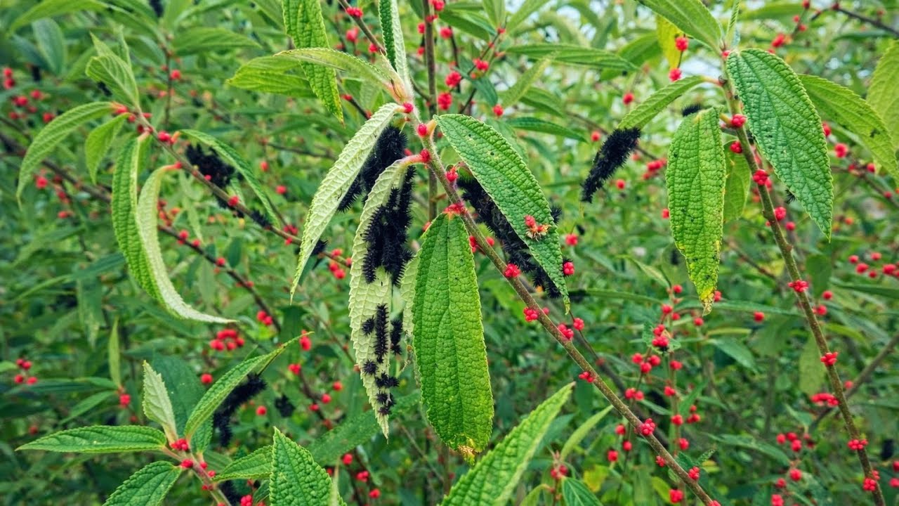 Meet Wild Rhea: A Native Plant Supporting Biodiversity & Rural Life