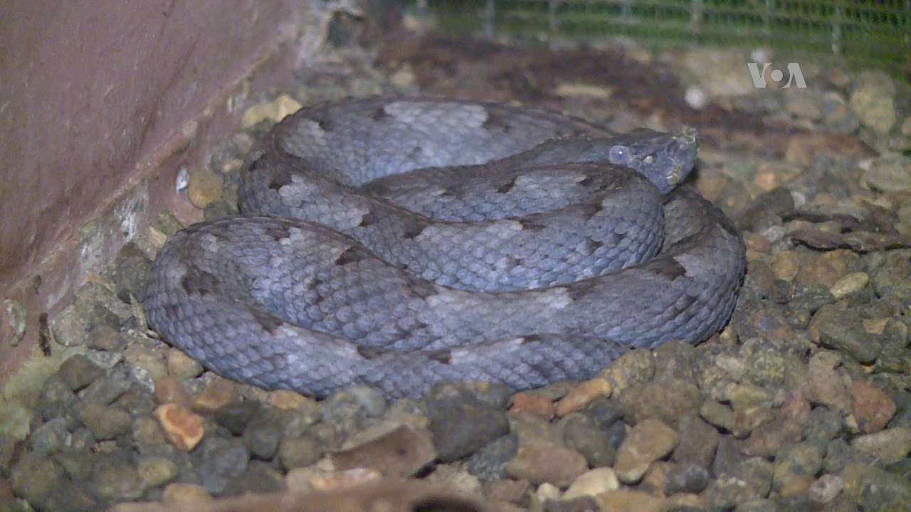 ENTRE LA VIDA Y LA SERPIENTE: Un laboratorio que salva vidas